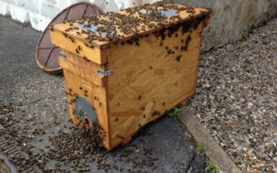 Les essaims d’abeilles, conduite à tenir