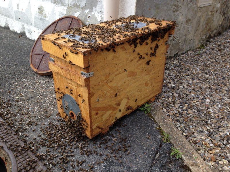 Les essaims d’abeilles, conduite à tenir
