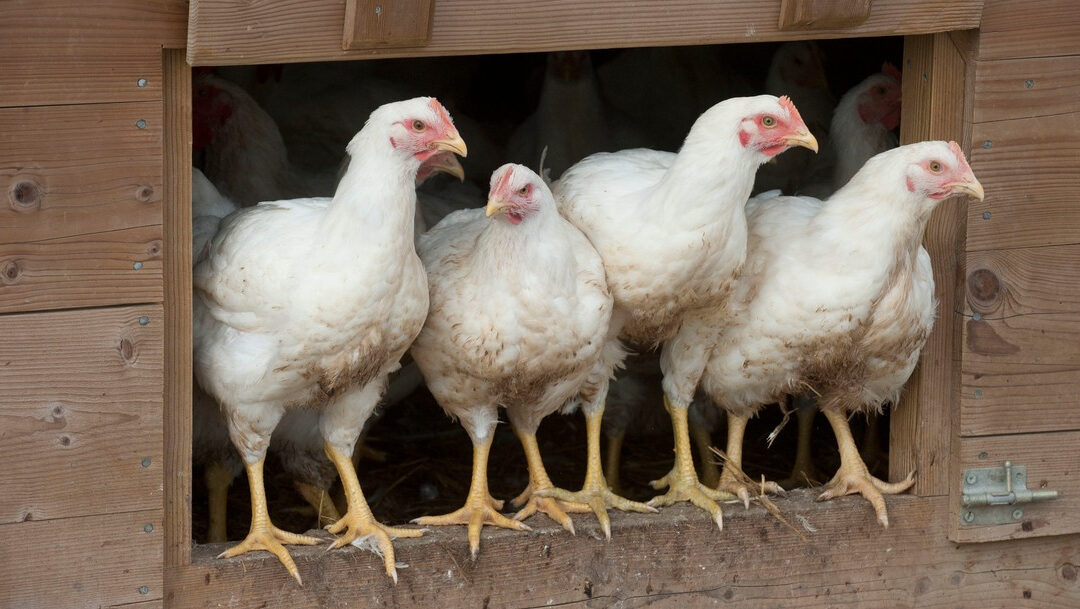 ALERTE Grippe aviaire