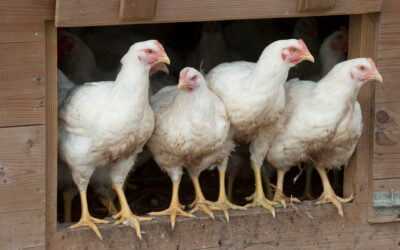 ALERTE Grippe aviaire