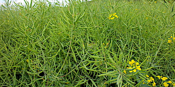 GoussesColzaVertes