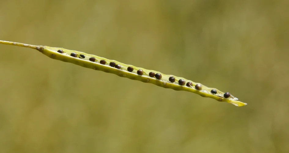 graines-de-colza-dans-une-silique